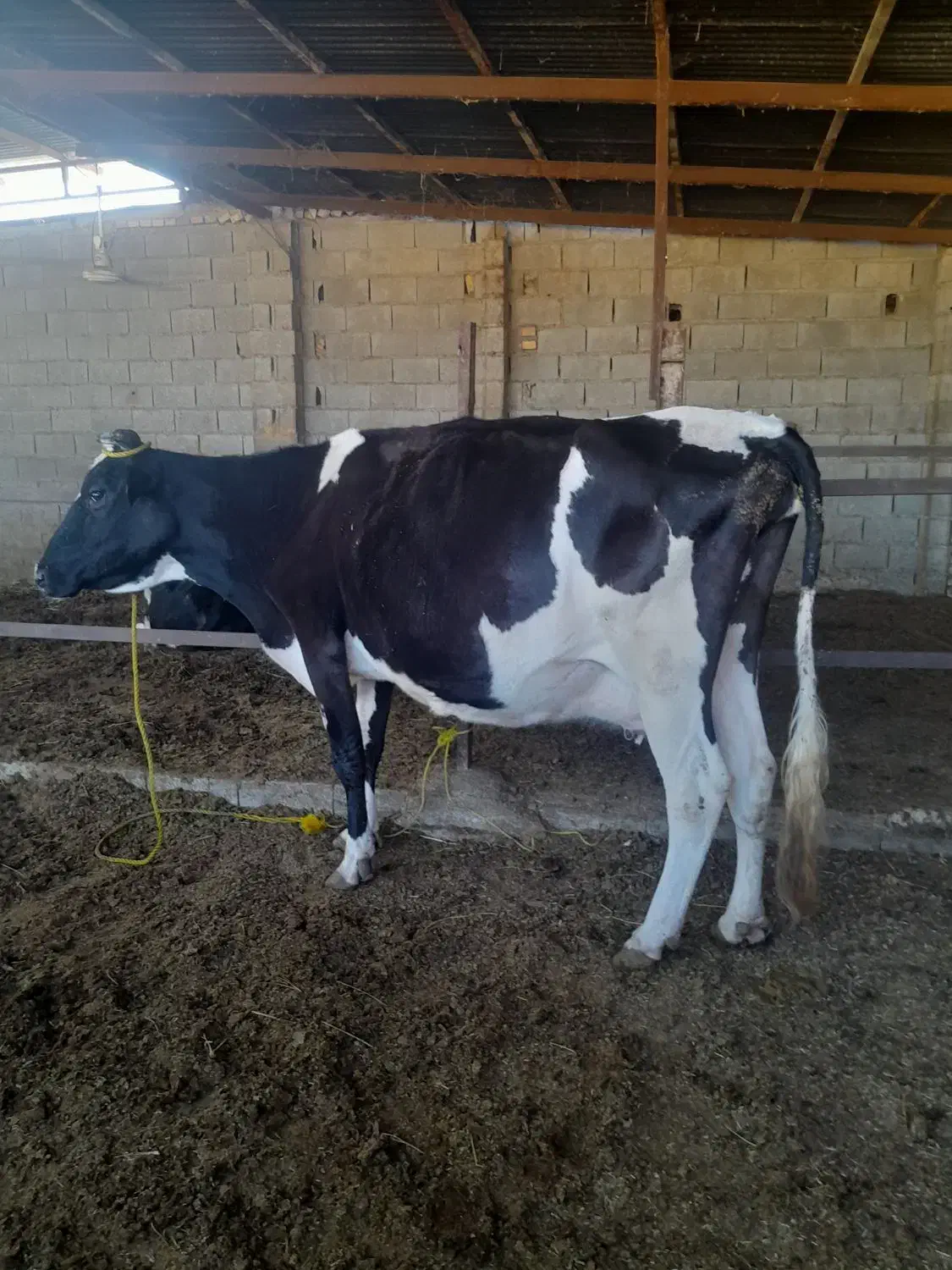 گاوهلشتاین ابستن سنگین ۱۶روزمانده برای زایمان|حیوانات مزرعه|گنبد کاووس, |دیوار