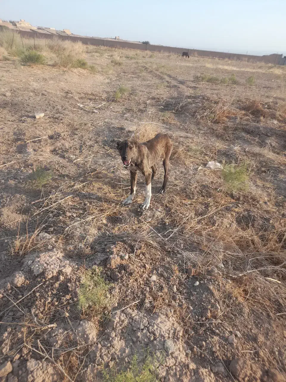 واگذاری سگ نگهبان|سگ|مشهد, سیسآباد|دیوار