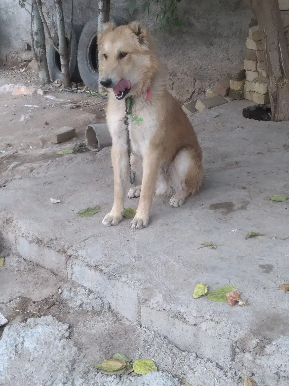 واگذاری|سگ|خرم‌آباد, |دیوار