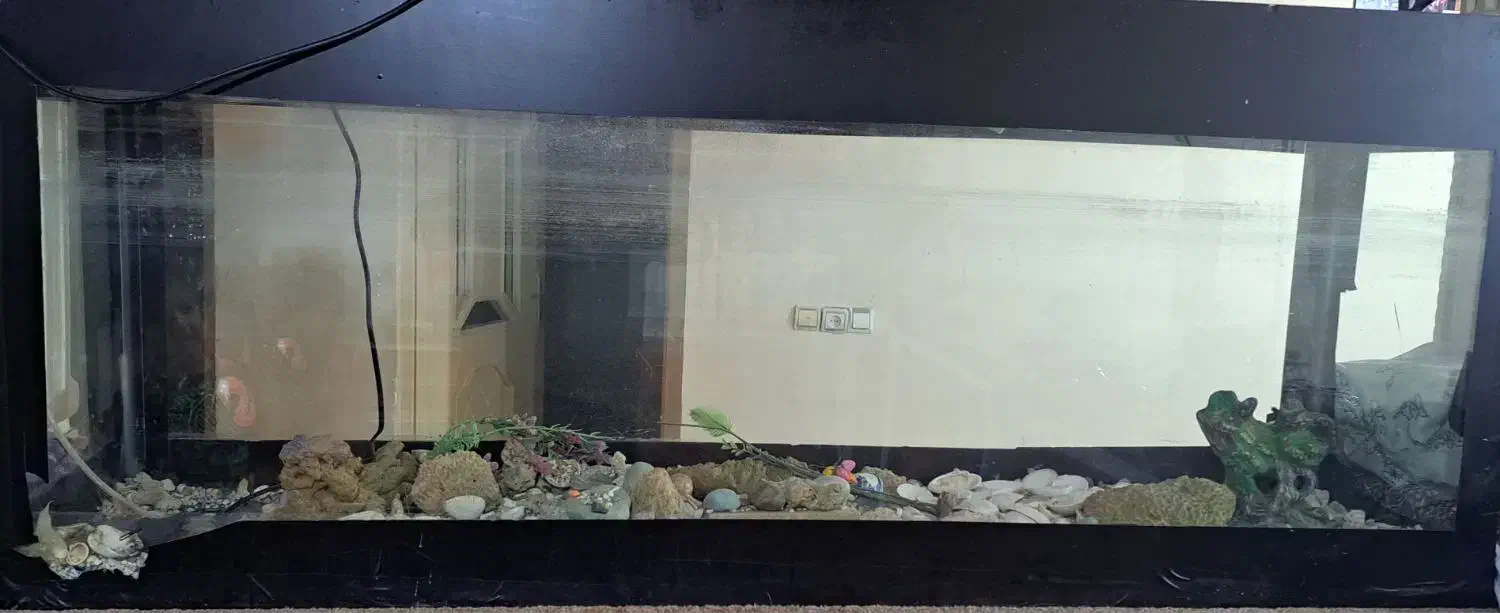 آکواریوم|ماهی|زاغه, |دیوار