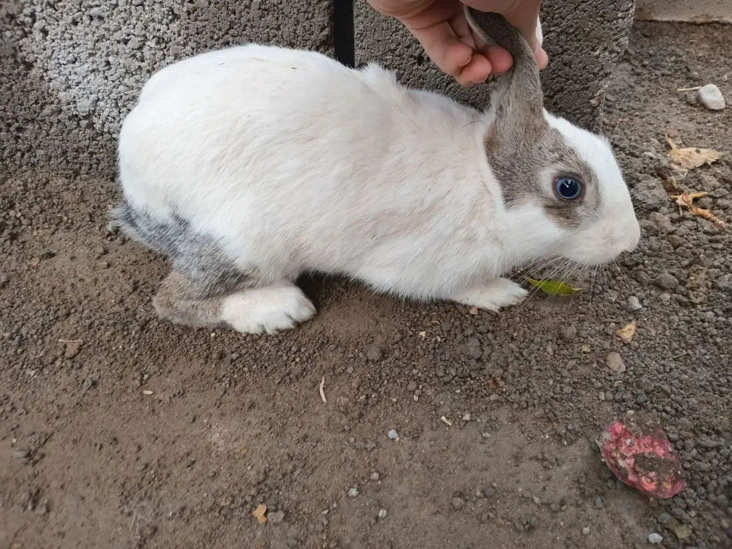 خرگوش نر معاوضه با ماده|موش و خرگوش|خواف, |دیوار