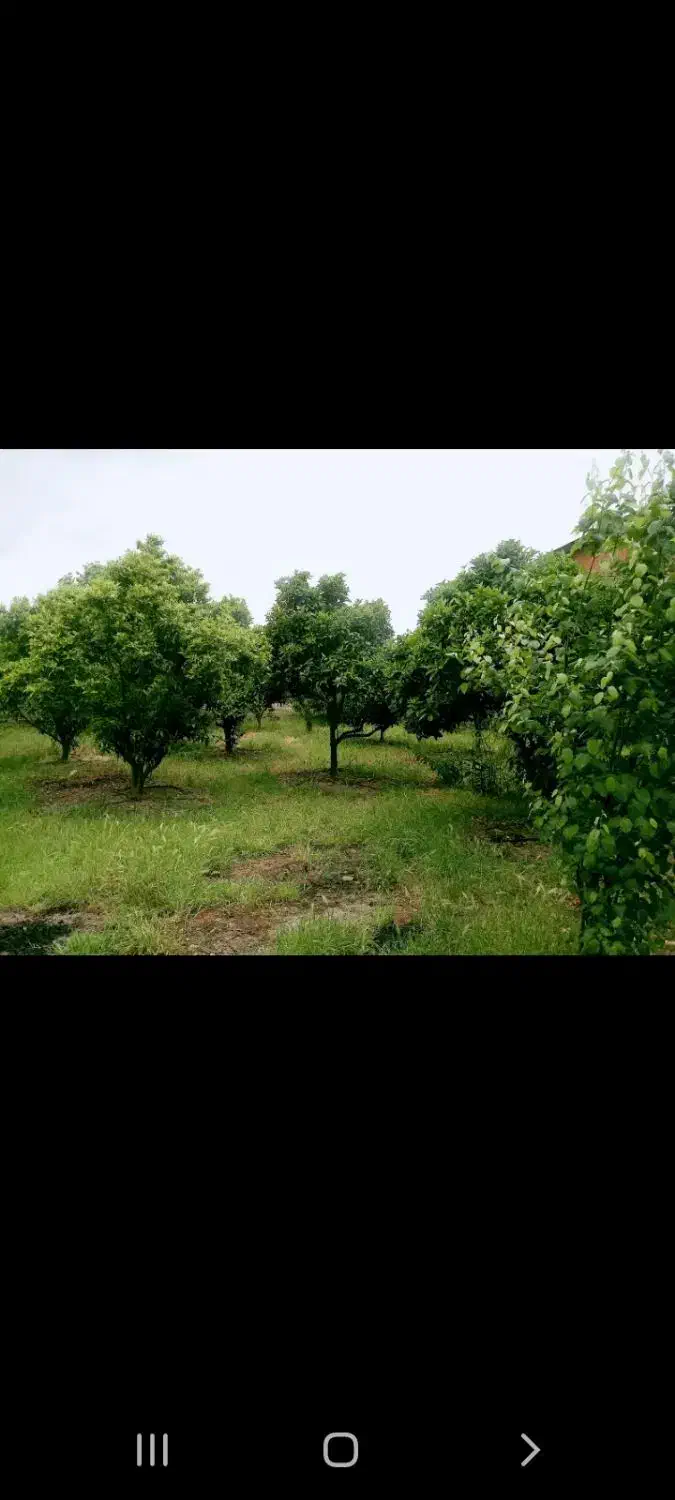 رهن سالانه ویلا باغ ساحلی مبله|اجارهٔ خانه و ویلا|کوهیخیل, |دیوار