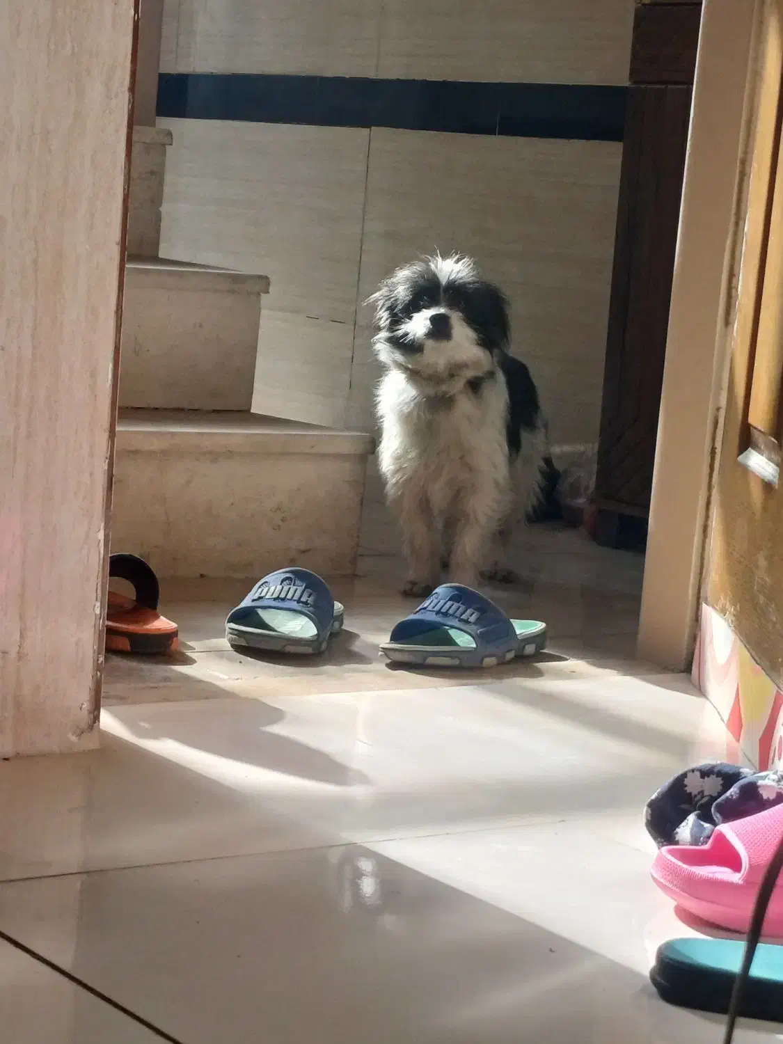 گمشده در ۱۸ دی|حیوانات|اصفهان, شهرک میلاد|دیوار