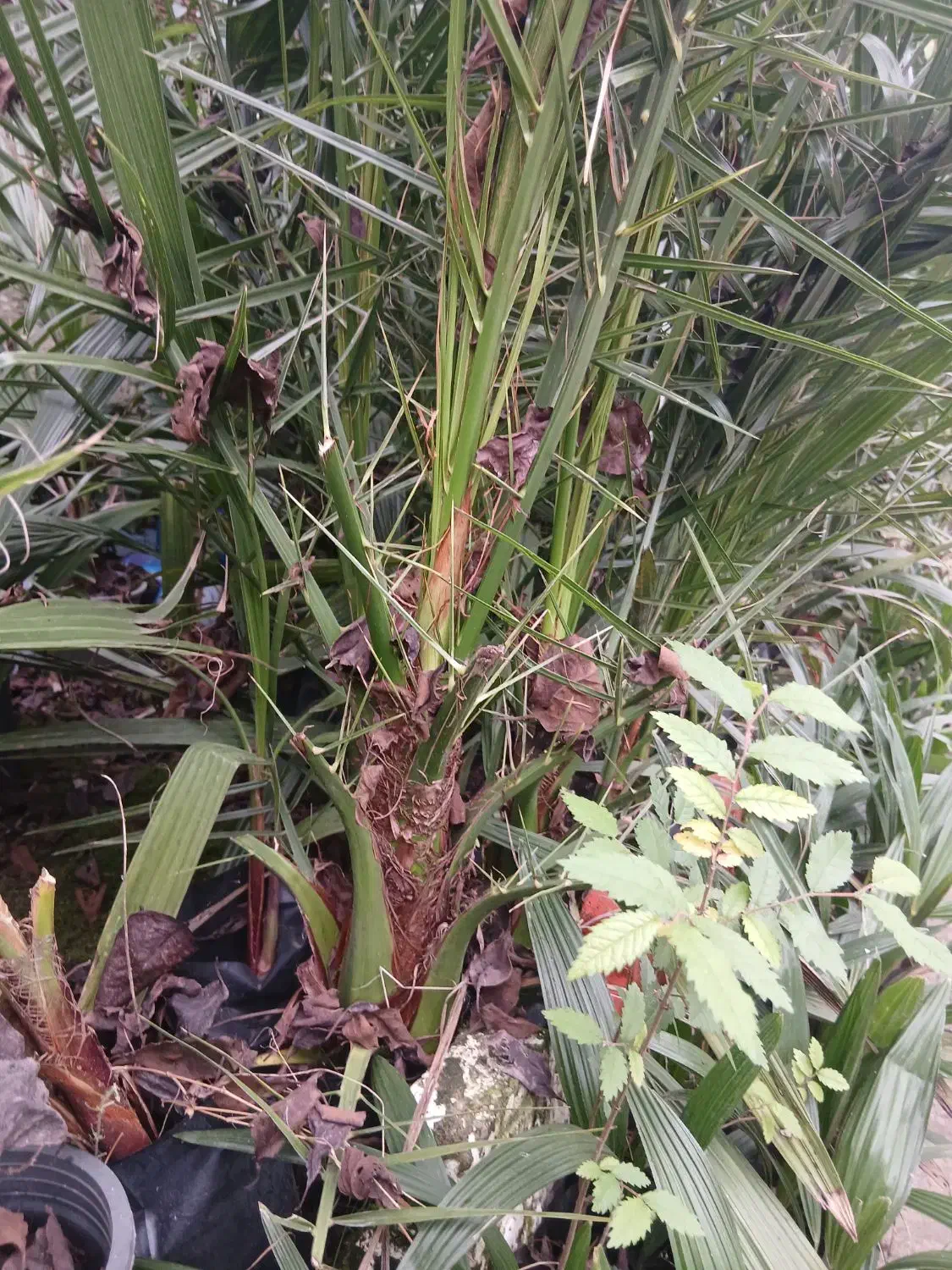 فینیکس|گل و گیاه طبیعی|کلاچای, |دیوار