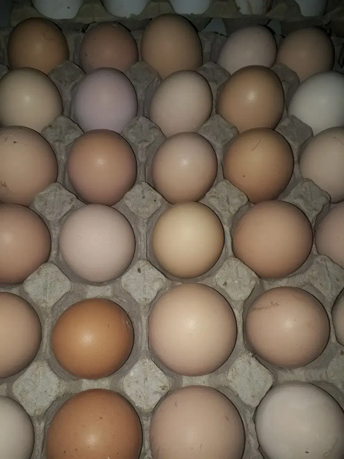 شونه ای ۲۷۰دونه۹ باپیک رایگان عکس وفیلم ملاحظه شود|خوردنی و آشامیدنی|قم, شاه ابراهیم|دیوار