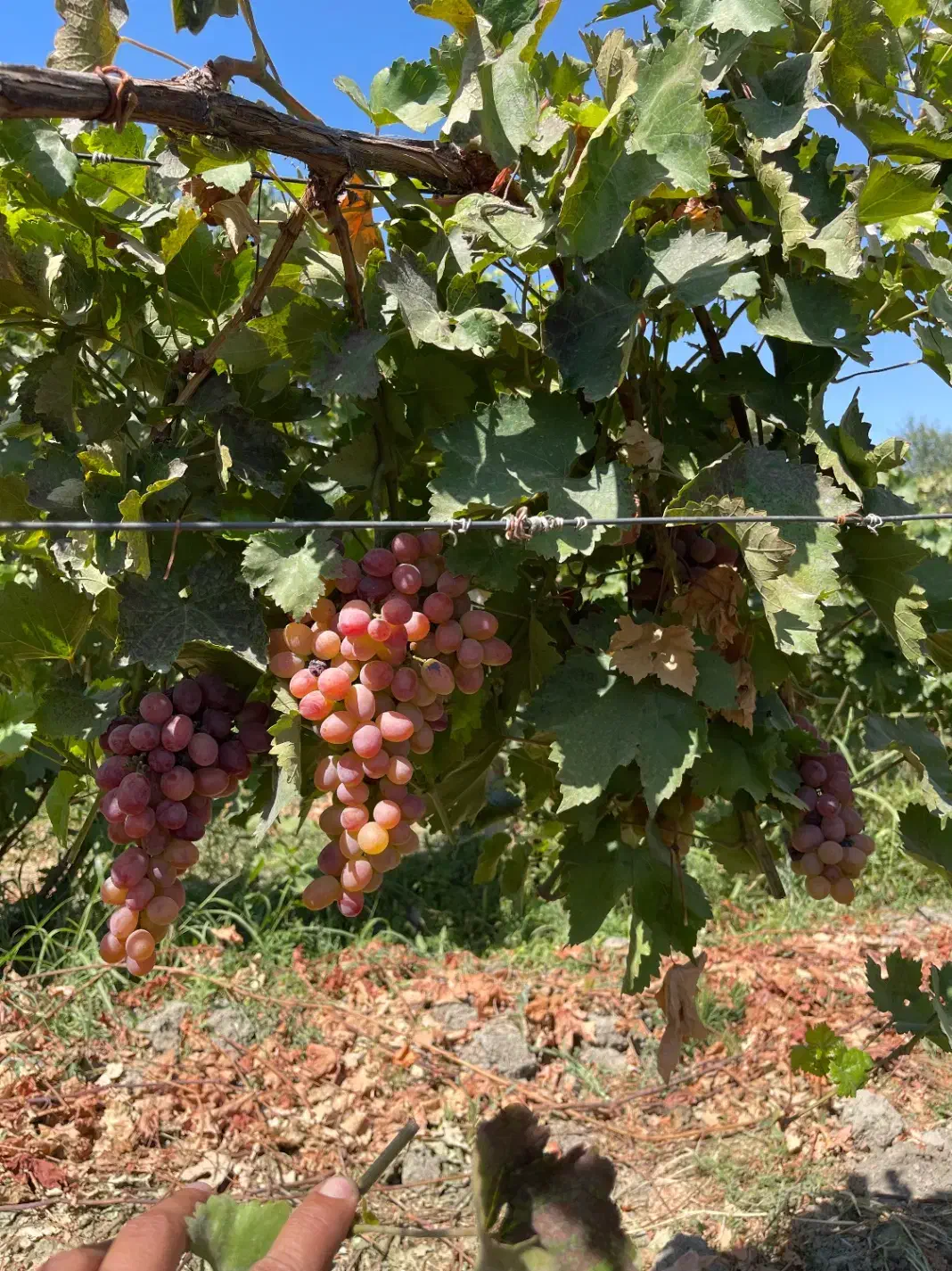 باغ و باغچه الوان بر جاده اصلی|فروش دفتر صنعتی، کشاورزی، تجاری|ارومیه, |دیوار