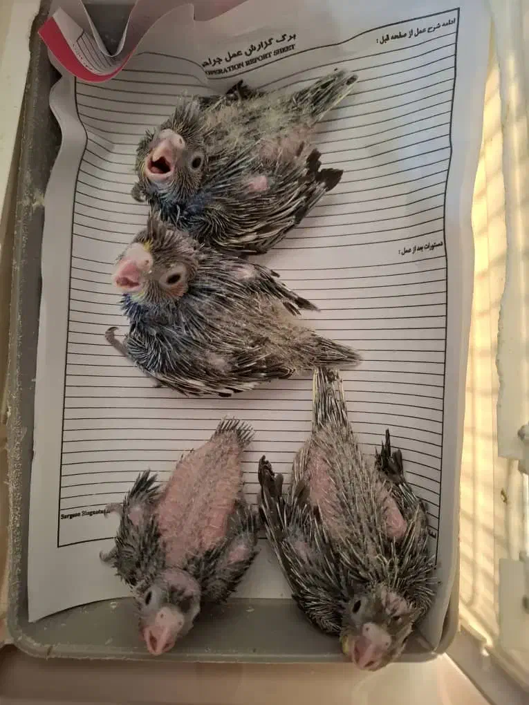 عروس سرلاکی|پرنده|صحنه, |دیوار