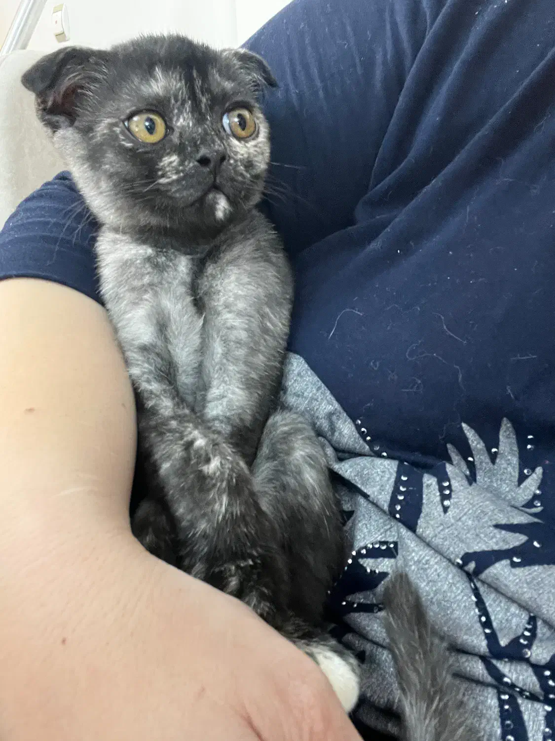 بچه گربه اسکانیش بریتیش فروشی|گربه|تبریز, |دیوار