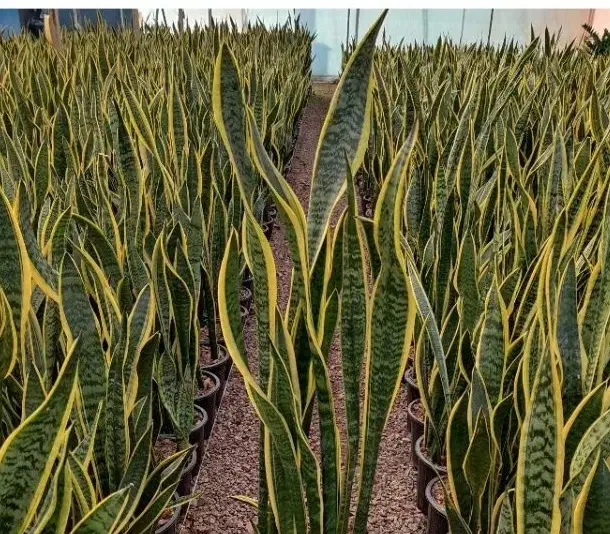 حراج تمام گل ها گلسرای فرشته شهرک قائم|گل و گیاه طبیعی|اراک, |دیوار