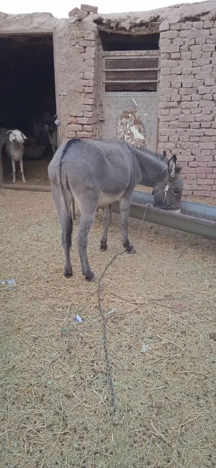 الاغ ماده|حیوانات مزرعه|کرمان, |دیوار