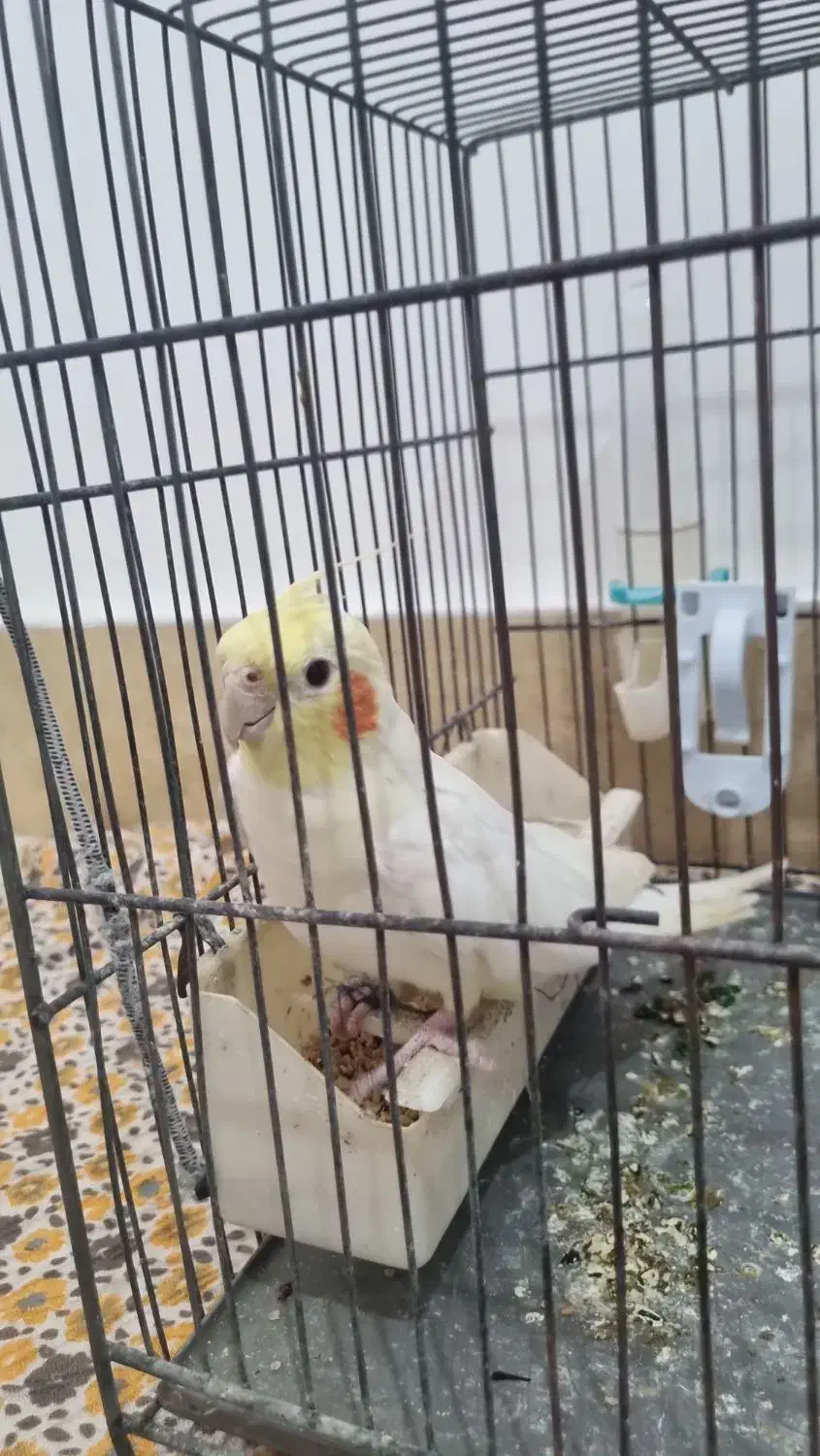 عروس هلندی|پرنده|ماسال, |دیوار