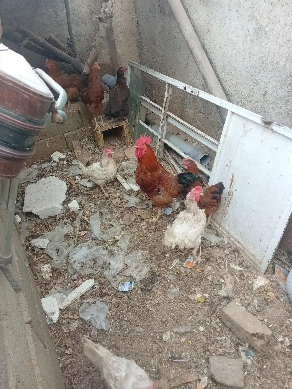 مرغ محلی|حیوانات مزرعه|نیشابور, فخریه|دیوار