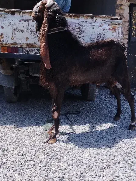 گوسفند اصیل پاکستانی|حیوانات مزرعه|ایرانشهر, |دیوار