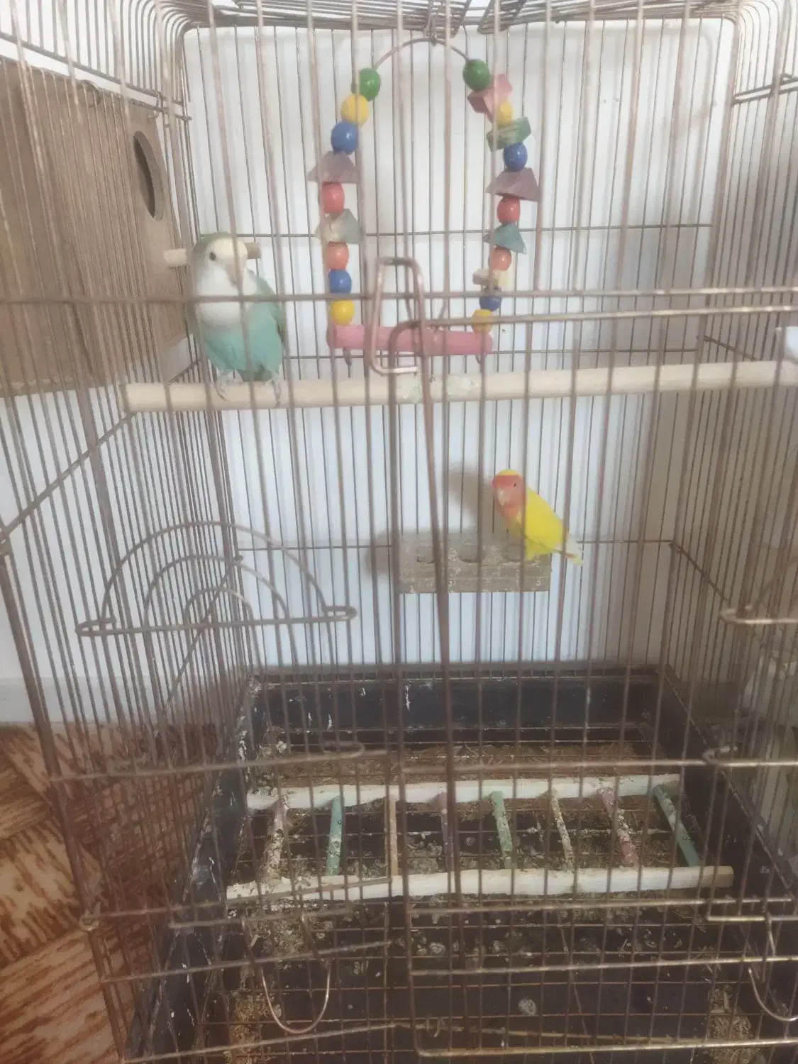 طوطی برزیلی جفت|پرنده|زنجان, |دیوار