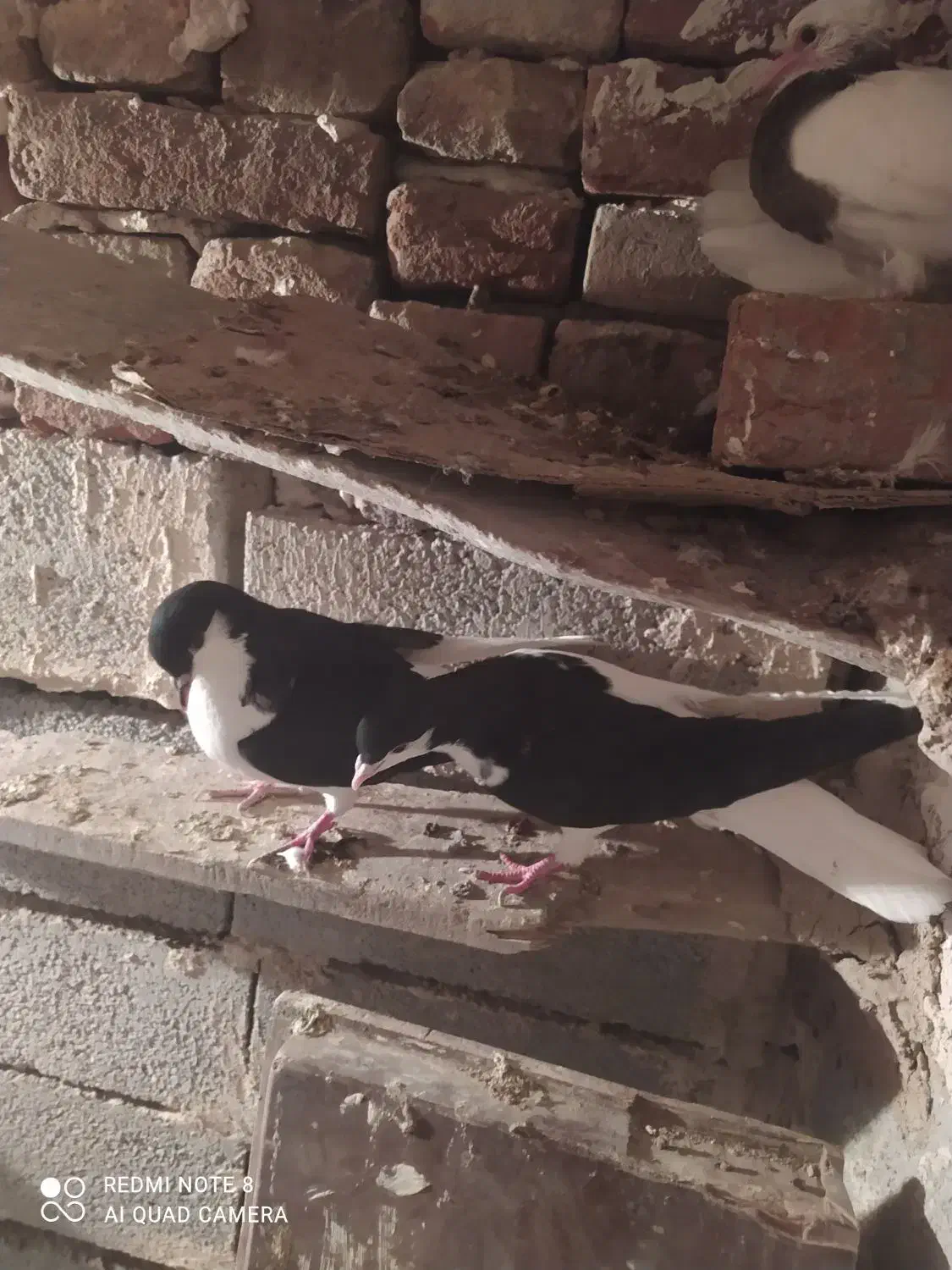 شیخی بیگولی|پرنده|بناب, |دیوار