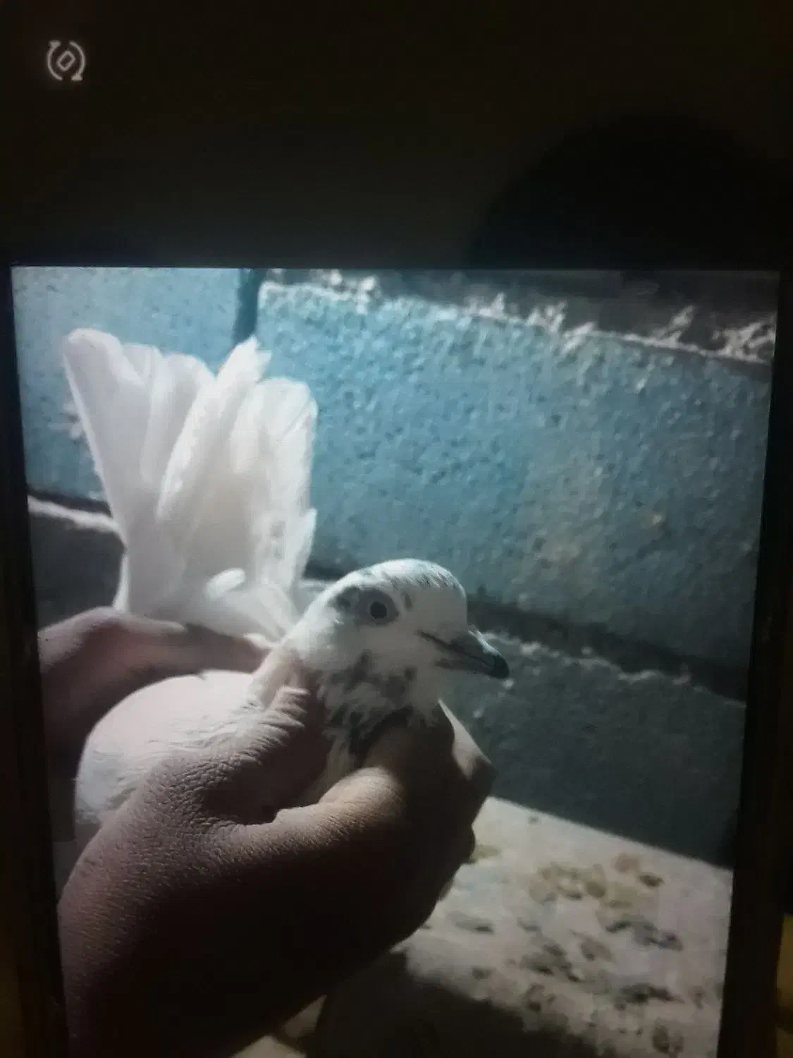 کبوتر|پرنده|لالجین, |دیوار