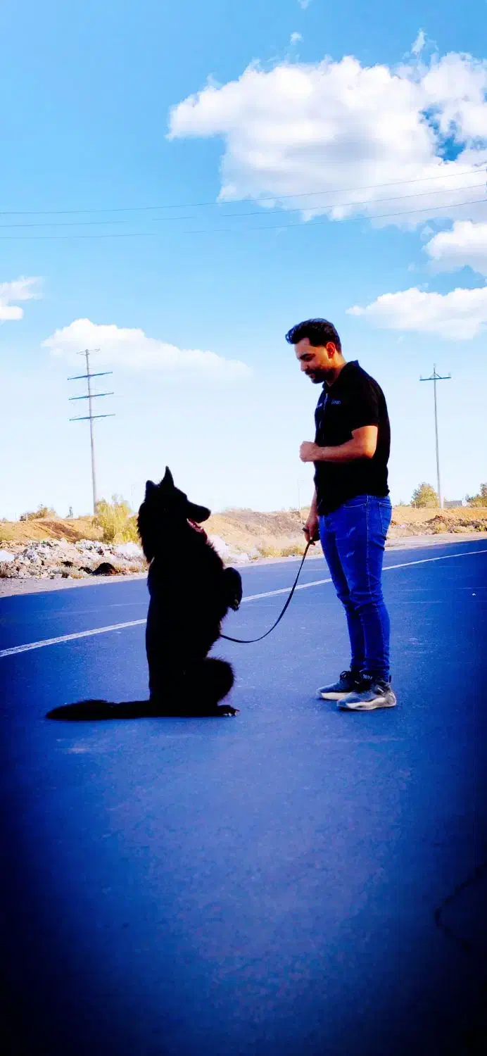 واگذازی|سگ|تهران, ولنجک|دیوار