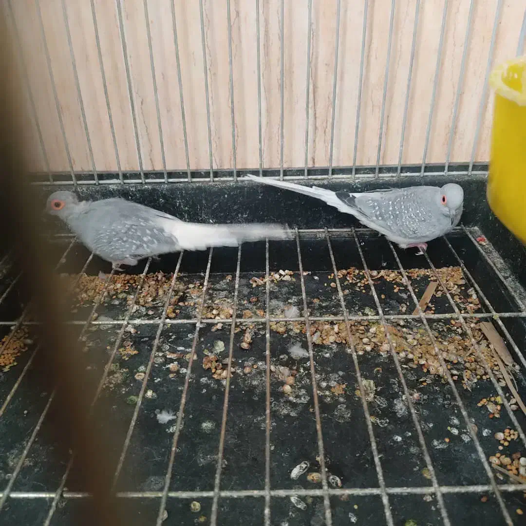 فروشی|پرنده|رفسنجان, |دیوار