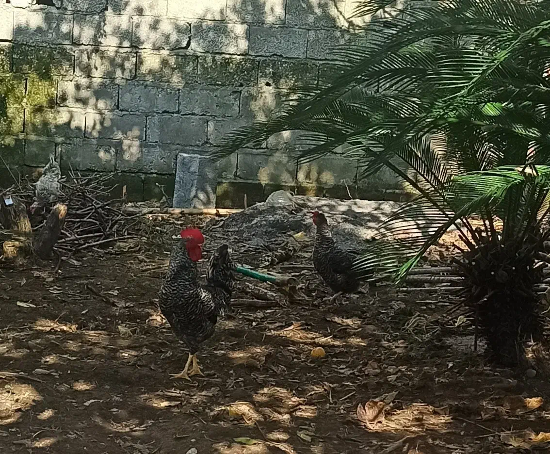 مرغ و خروس آمروک|حیوانات مزرعه|سلمانشهر, |دیوار