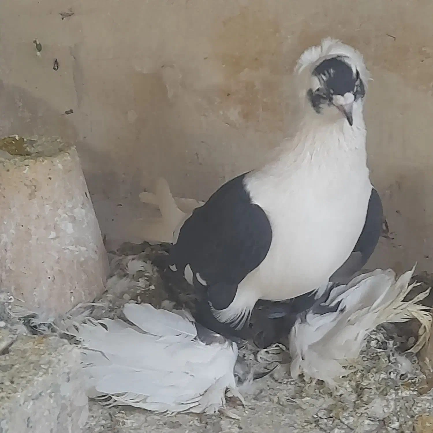 کبوتر|پرنده|تبریز, |دیوار