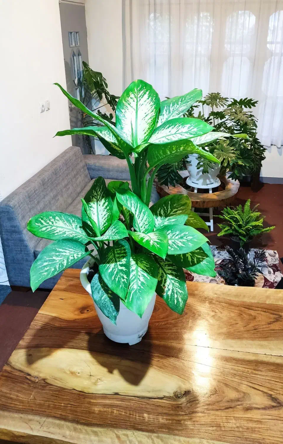 دیفن باخیا چند بوته|گل و گیاه طبیعی|آمل, |دیوار