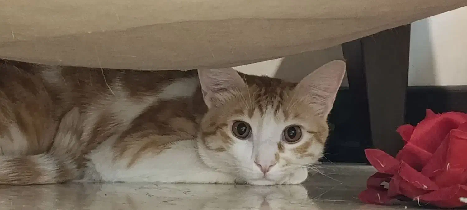 واگذاری|گربه|پردیس, فاز ۸|دیوار