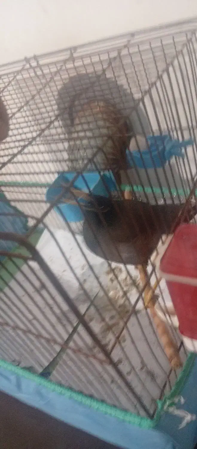 مرغ مینا|حیوانات|شیراز, شهرک مهدیه|دیوار