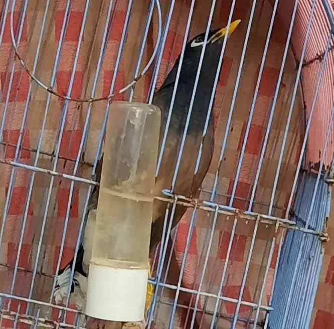 مرغ مینا سخنگو|پرنده|قم, آذر (نکویی)|دیوار