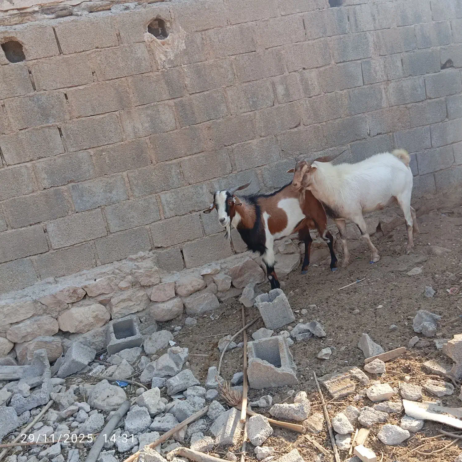 کهرهنروپازنموجوده|حیوانات مزرعه|جم, |دیوار