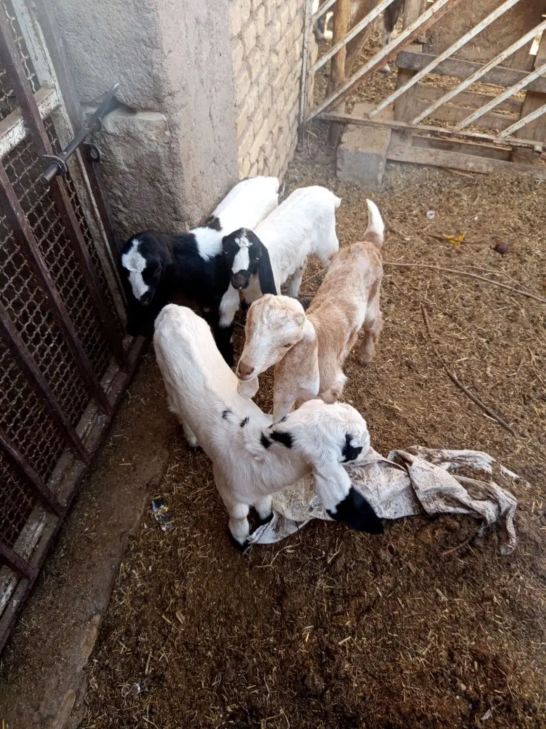 کهره  فروش|حیوانات مزرعه|یزد, |دیوار