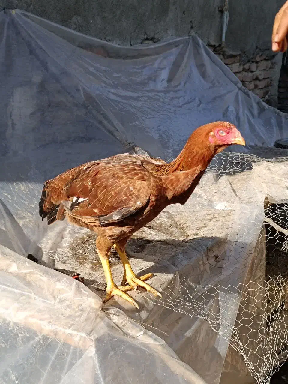 مرغ لاری یکسال|حیوانات مزرعه|محمودآباد, |دیوار