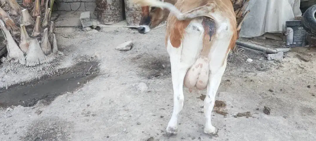 گاو شیری|حیوانات مزرعه|چاه مبارک, |دیوار