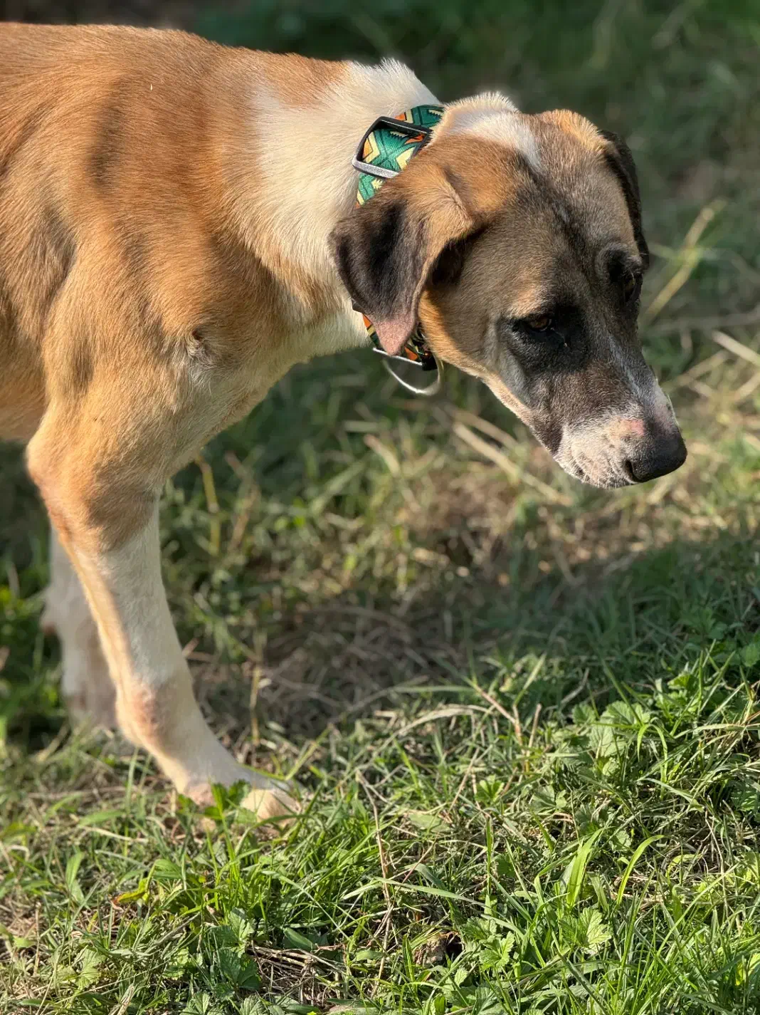 واگذاری رایگان سگ بومی|سگ|رشت, گلسار|دیوار