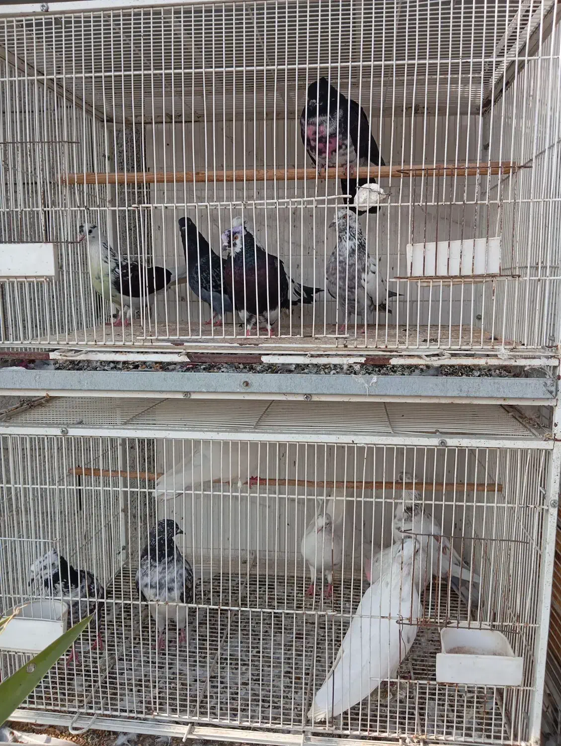 کبوتر پرشی و زینتی ولوازم|پرنده|دابودشت, |دیوار