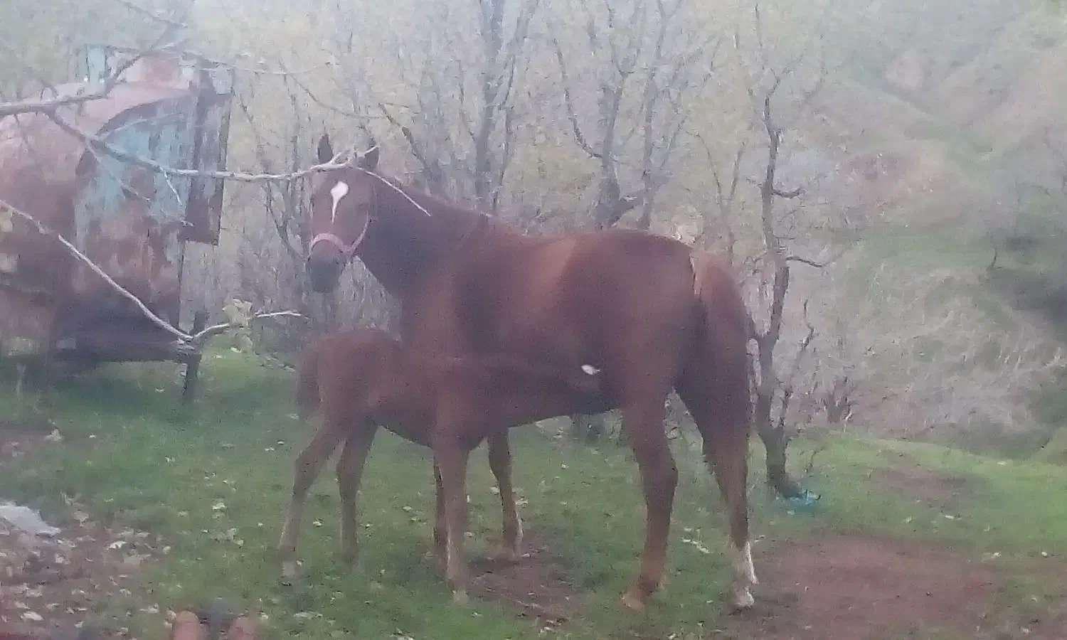 مادیان درجه یک|اسب و تجهیزات اسب‌سواری|جوانرود, |دیوار