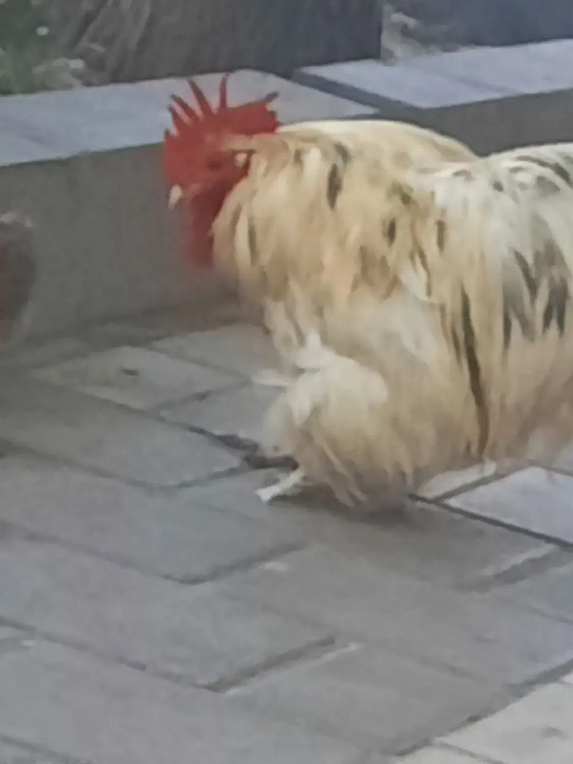 مرغ زنده مرغ خروس خونی|حیوانات مزرعه|مشهد, بهمن|دیوار
