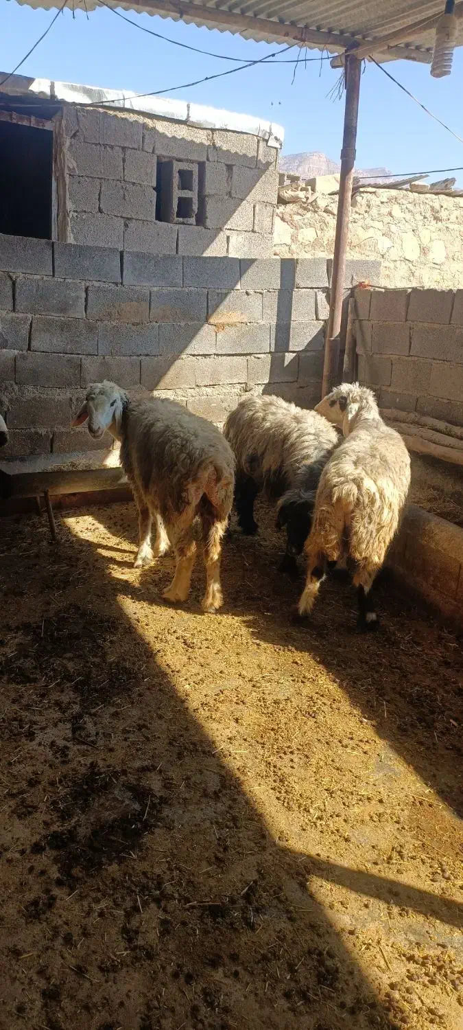 4 راس میش نژاد خوب آبستن|حیوانات مزرعه|دهدشت, |دیوار