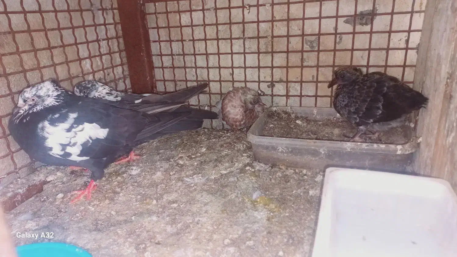 کبوتر|پرنده|بندرعباس, |دیوار