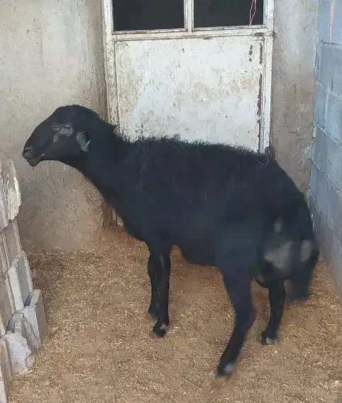 گوسفند نر نژاد دار قره قزل قوچ چهار دندان|حیوانات مزرعه|بلبان آباد, |دیوار