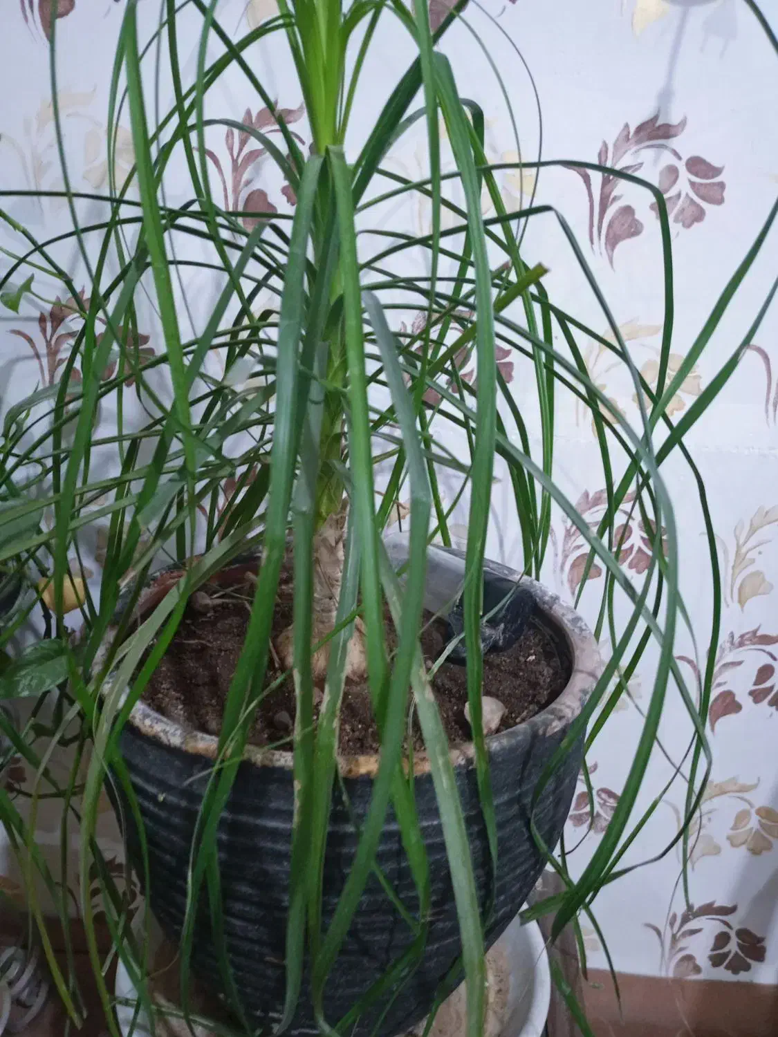 گل لیندا 1متری|گل و گیاه طبیعی|مشهد, شهید احمدی روشن|دیوار