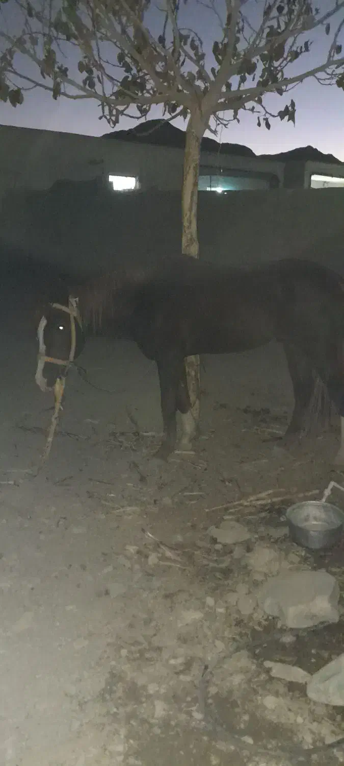 اسب اسیل کورد سیلمی|اسب و تجهیزات اسبسواری|سراوان, |دیوار