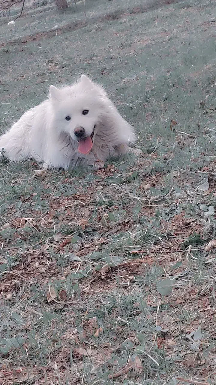 گمشده در میاندوآب کوی آزادگان|حیوانات|میاندوآب, |دیوار