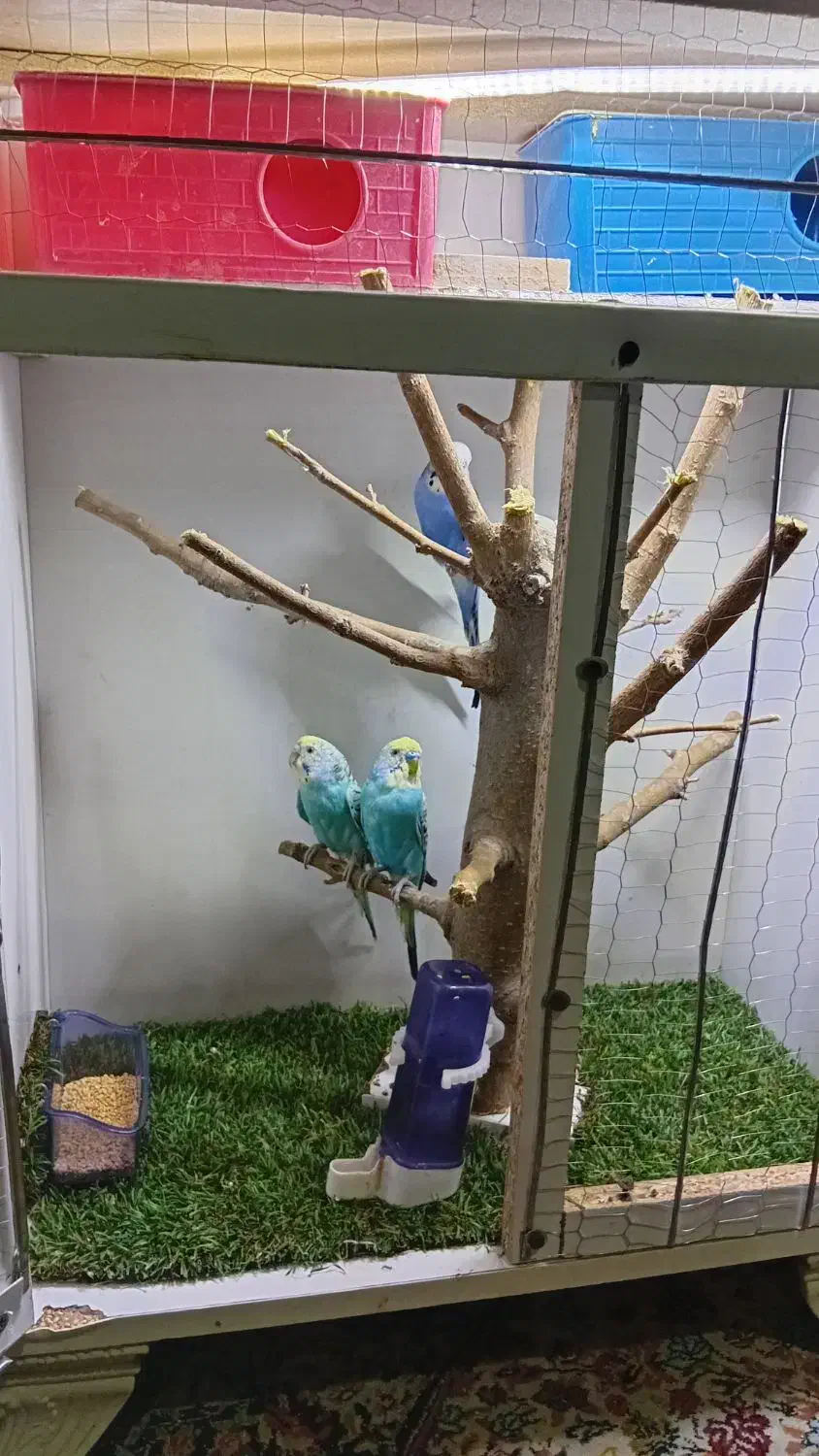 .  قفس چوبی خوشگل تمیز شیک|لوازم جانبی حیوانات|مشهد, شهید بصیر|دیوار