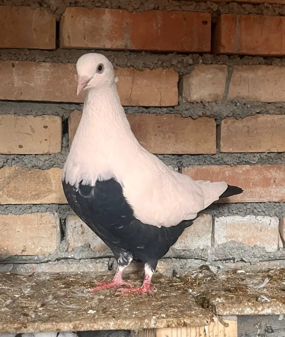 کبوتر رنگی|پرنده|سوسنگرد, |دیوار