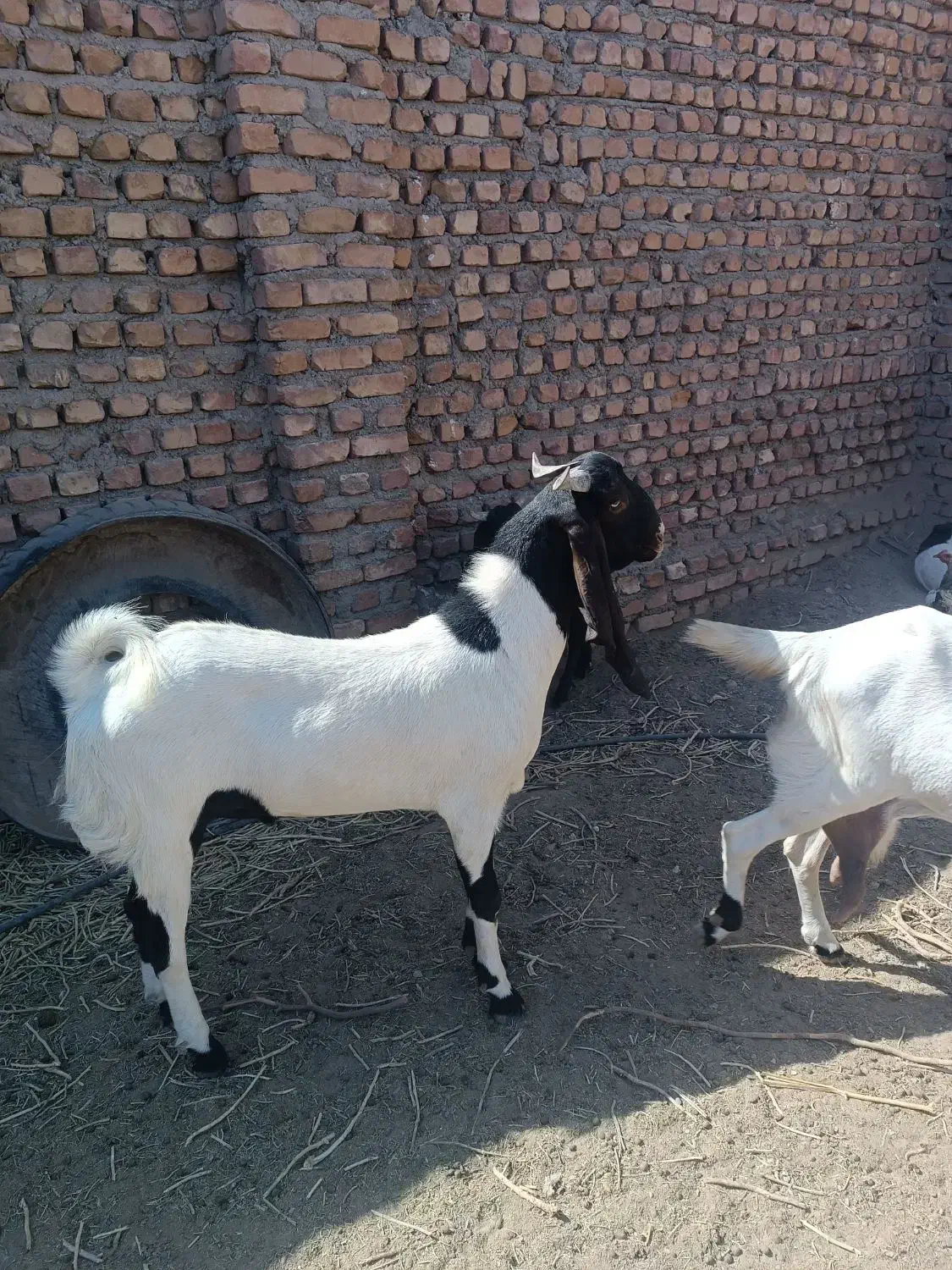 نر بز پاکستانی اصل|حیوانات مزرعه|مه ولات, |دیوار