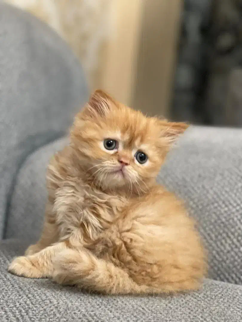 واگذاری توله پرشین|گربه|شاهین‌شهر, فیض|دیوار