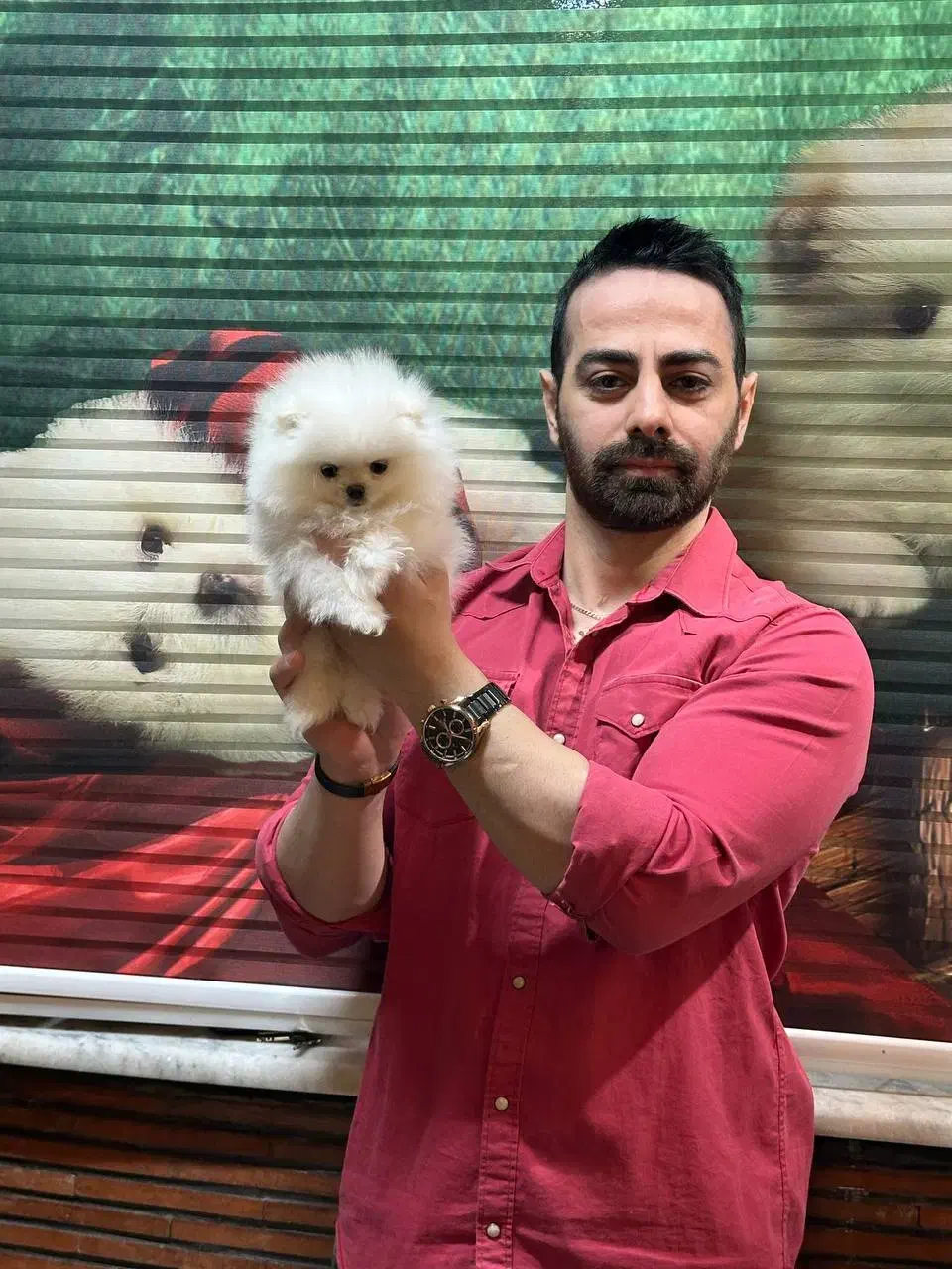 پامرانین بوفیس و عروسکی|سگ|تهران, شهرک مخابرات|دیوار