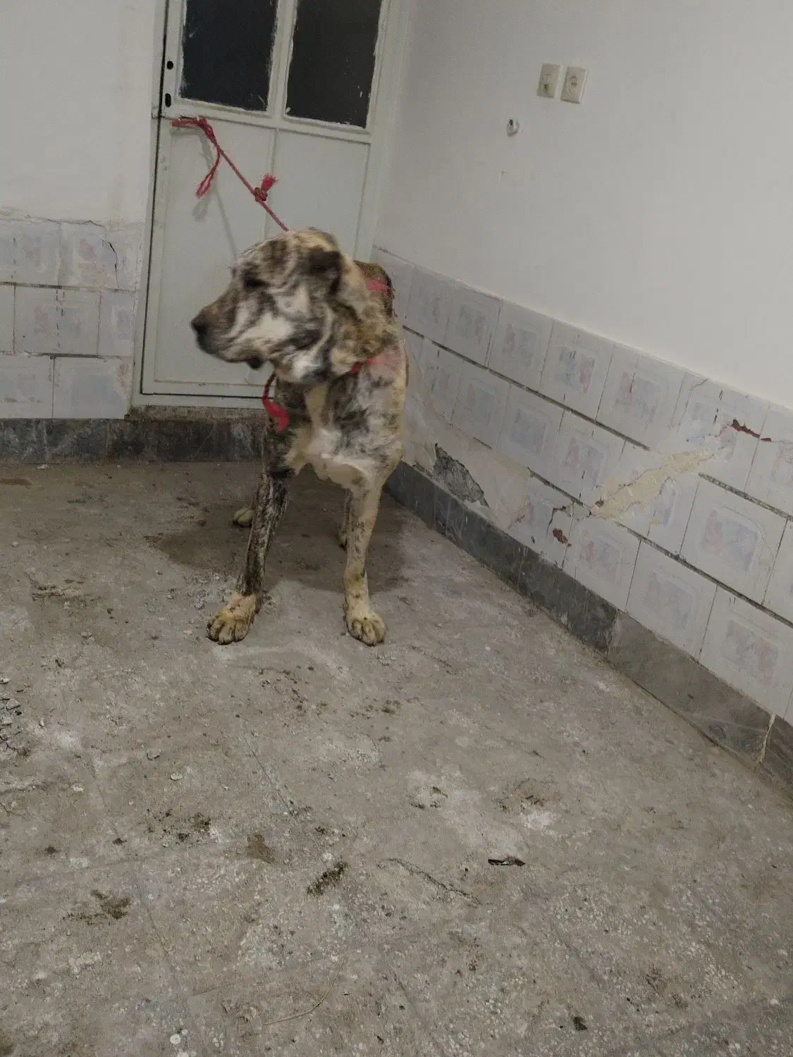 سگ گوسفندی|سگ|نوده انقلاب, |دیوار