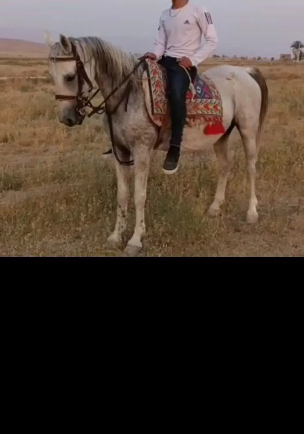 مادیان شکم طلا|اسب و تجهیزات اسب‌سواری|داراب, |دیوار