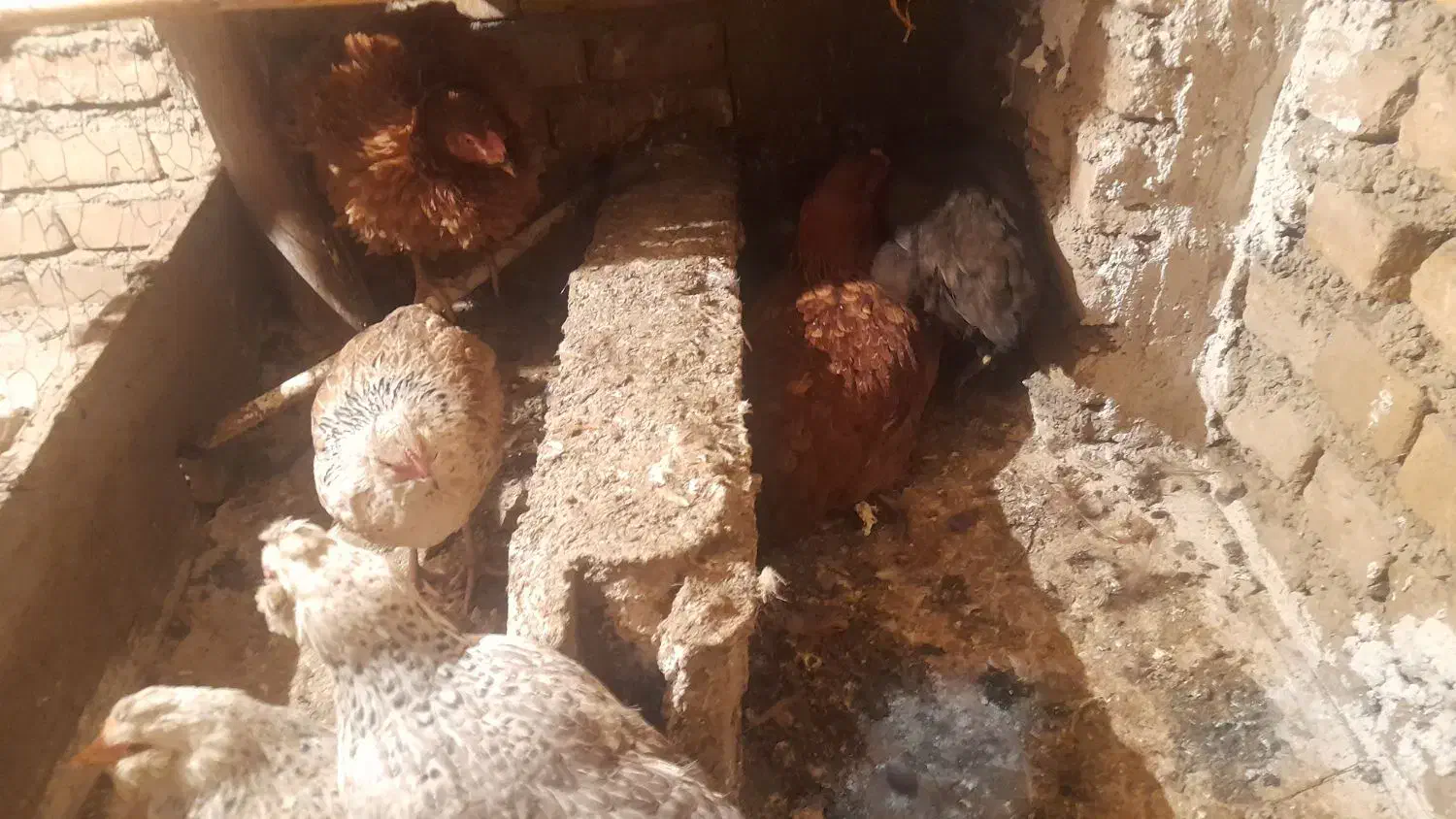 تعدادی حیوانات مزرعه مرغ و خروس و...|حیوانات مزرعه|سنگدوین, |دیوار